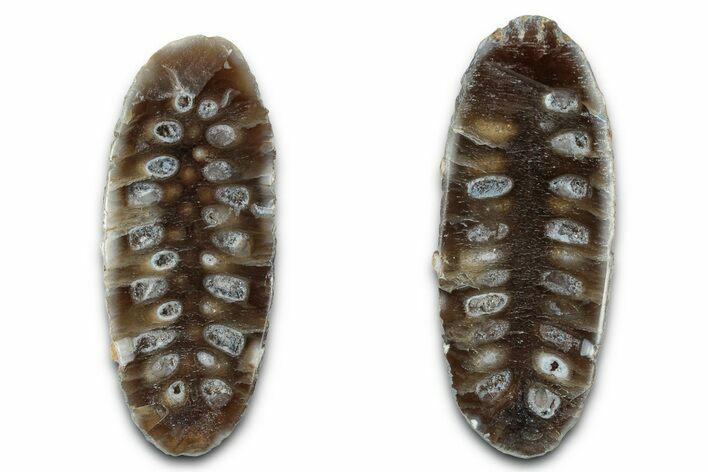 Cut & Polished Fossil Cycadophyte Cone - Boujdour, Morocco #346858